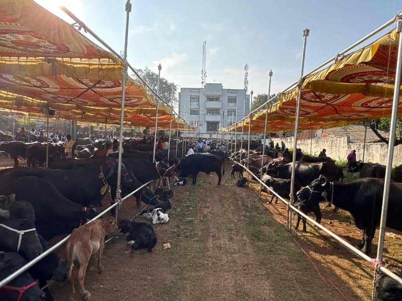 गुजरात में 3 साल में 29,500 से ज्यादा आदिवासी महिलाओं को मिला 162 करोड़ रुपये का डेयरी सहयोग