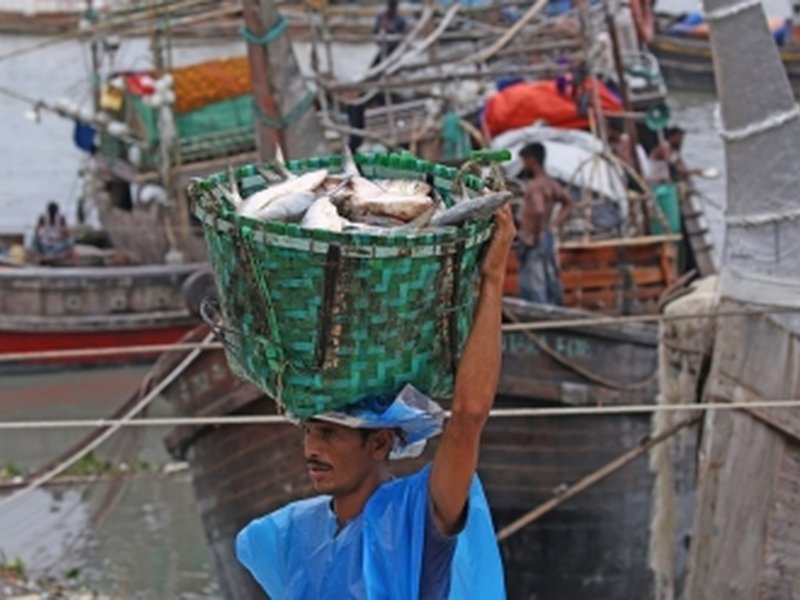 Bangladesh lifts hilsa fishing ban, but declining catches cloud supply hopes