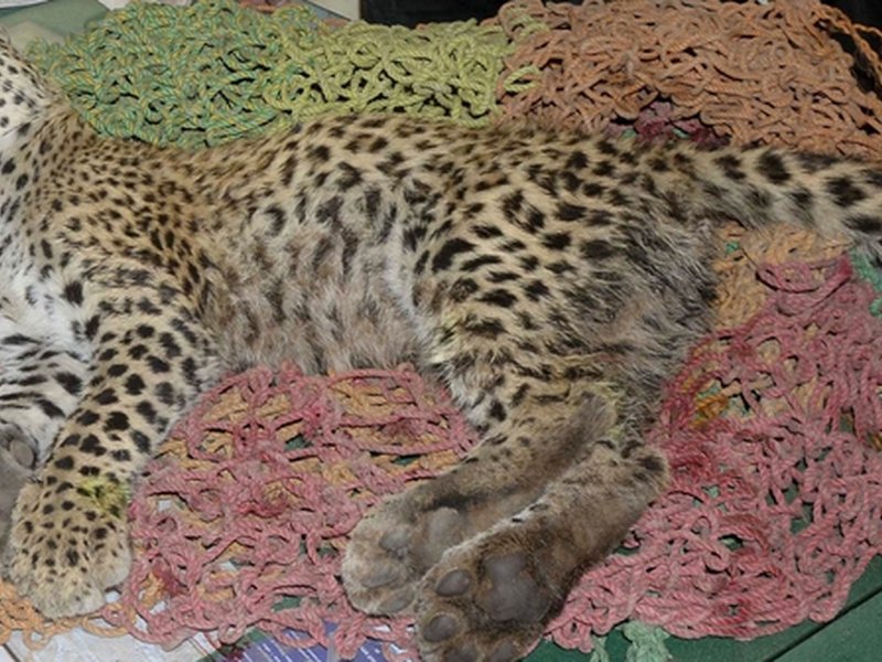 Six forest staff suspended, two arrested after cheetah shot dead in Kuno
