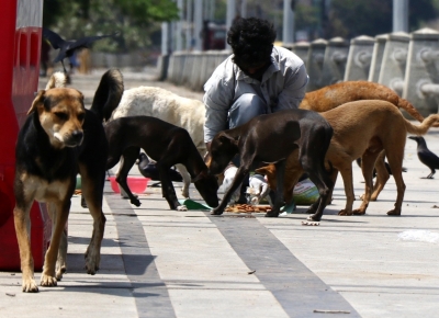 SC to deliver verdict today on stray dog relocation in Delhi-NCR