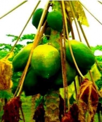 पूर्वांचल के किसानों को पपीते की खेती कर रही मालामाल