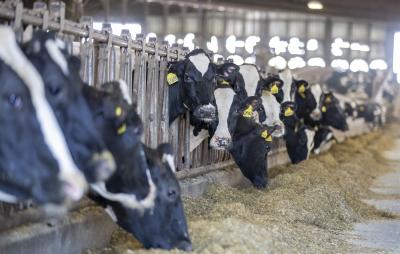 Dutch authorities find bird flu antibodies in a cow, no active H5N1 virus detected