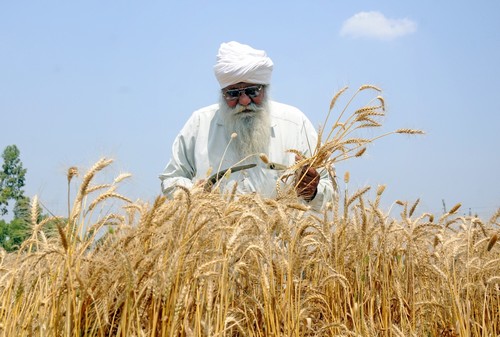 Rabi crop sowing crosses 479 lakh hectares, pulses and wheat witness jump