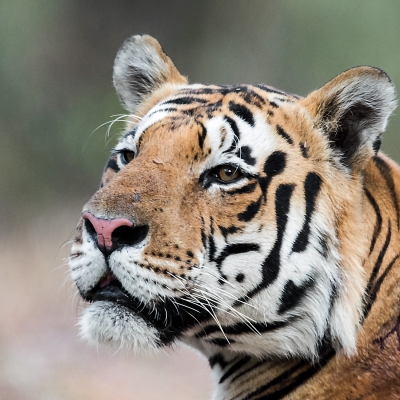 MP High Court orders NTCA to furnish funding details on tiger conservation for past 10 years