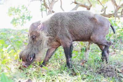 Nepal tags wild boar as agricultural menace to tackle farm losses (File image)