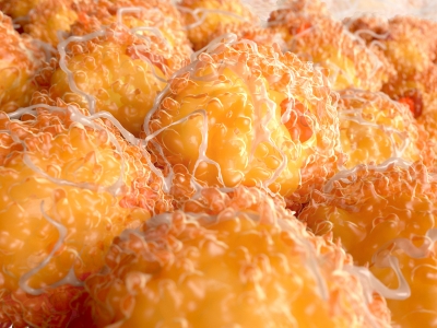 brown fat activation