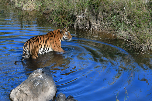 Human activity affecting tiger breeding in India's tiger reserves, finds study