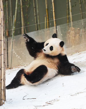 Japan-China and panda diplomacy 