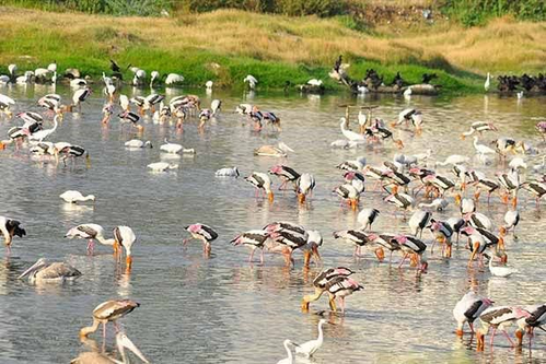 Sewage discharge, garbage dumping: Pallikarani wetland likely to lose Ramsar status