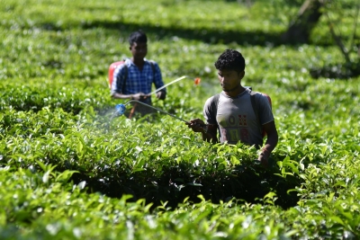 Key anti-virus defence system in plants explored by CCMB researchers