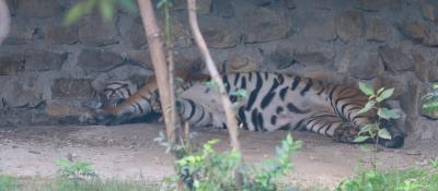 Nepal's Central Zoo closed after confirmation of bird flu (File image)