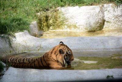 Pakistan's troubling exotic pet culture exposed yet again (File image)