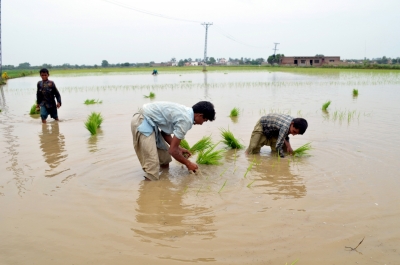 Pakistan’s rise exports slump 35 pc in Feb, less competitive due to subsidies: Report