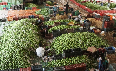 In a first, India exports Banganapalle mangoes to Singapore via sea route