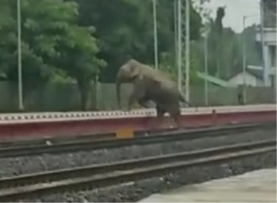 Jumbo deaths: Railways develop AI-based software to avoid collisions, to roll out in all elephant corridors