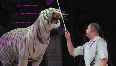 Russia orders criminal investigation after circus tiger jumps into crowd (File image)
