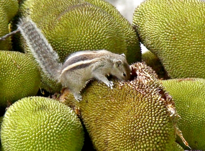 'From poor man’s fruit to health food': Kerala plans push for jackfruit, highlight medicinal value