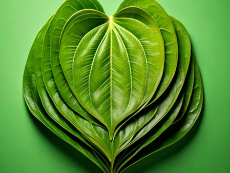 मानसिक तनाव को भी कम करता है पान का पत्ता, कई रोगों में है लाभकारी मानसिक तनाव को भी कम करता है पान का पत्ता, कई रोगों में है लाभकारी