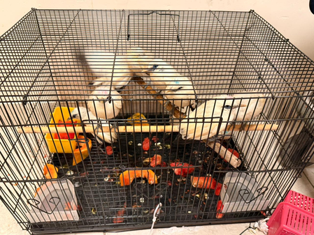 चेन्नई एयरपोर्ट पर दुर्लभ बाली मैना लेकर पहुंचे तीन आरोपी हिरासत में, पक्षियों को वापस भेजा गया मलेशिया चेन्नई एयरपोर्ट पर दुर्लभ बाली मैना लेकर पहुंचे तीन आरोपी हिरासत में, पक्षियों को वापस भेजा गया मलेशिया