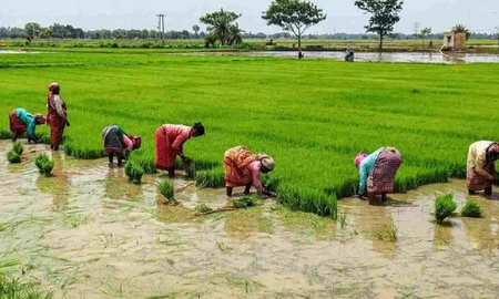 Kuruvai paddy procurement nears completion in TN‘s Delta; farmers seek compensation for rain damage