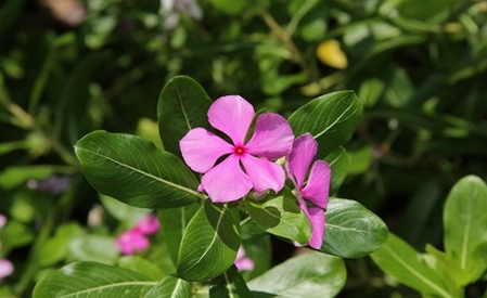 कंघी करते ही हाथ में आ जाता है बालों का गुच्छा तो आज से ही लगाना शुरू कर दें इस फूल का तेल,  जानें कैसे करें इस्तेमाल
