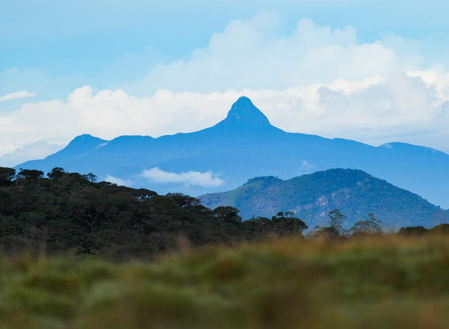 Sri Lanka launches task force to strengthen forest, wildlife protection