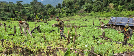 मणिपुर  असम राइफल्स ने 30 एकड़ अफीम की खेती उजाड़ी, करोड़ों का मादक पदार्थ नष्ट