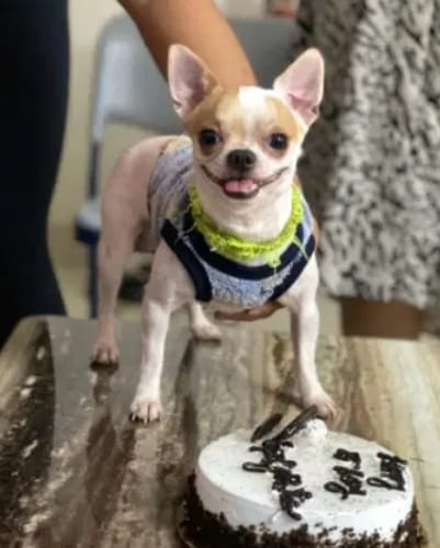 Domestic worker arrested for killing pet dog in Bengaluru