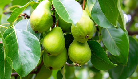 कब्ज से लेकर डायबिटीज तक, हर मर्ज की दवा है हरीतकी, जानें सेवन करने का सही तरीका