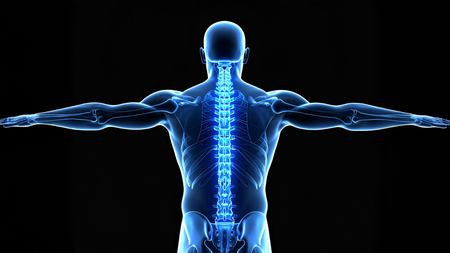 Japanese researchers successfully regenerate bone using stem cells