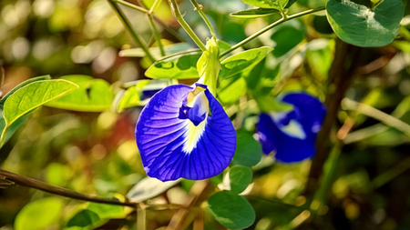 आयुर्वेदिक टिप्स  स्ट्रेस और टेंशन को कहें अलविदा, रोजाना करें शंखपुष्पी का सेवन