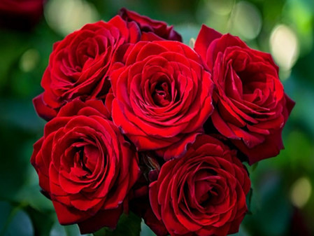 औषधि से कम नहीं है देसी गुलाब, पाचन से लेकर माइग्रेन तक में देता है आराम औषधि से कम नहीं है देसी गुलाब, पाचन से लेकर माइग्रेन तक में देता है आराम