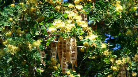 शिरीष आयुर्वेदिक गुणों का खजाना, फायदे जानकर रह जाएंगे दंग शिरीष आयुर्वेदिक गुणों का खजाना, फायदे जानकर रह जाएंगे दंग