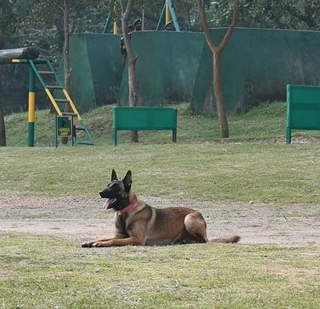 झारखंड सारंडा जंगल में नक्सलियों के आईईडी ब्लास्ट में कोबरा का स्निफर डॉग शहीद, एक जवान घायल झारखंड सारंडा जंगल में नक्सलियों के आईईडी ब्लास्ट में कोबरा का स्निफर डॉग शहीद, एक जवान घायल