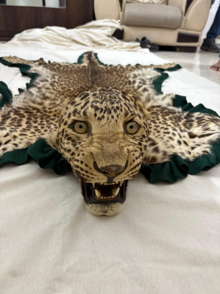 भोपाल में डीआरआई की बड़ी कार्रवाई, सिर सहित तेंदुए की खाल जब्त, तीन गिरफ्तार भोपाल में डीआरआई की बड़ी कार्रवाई, सिर सहित तेंदुए की खाल जब्त, तीन गिरफ्तार