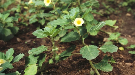 गोखरू मूत्र और वात संबंधी रोगों का आयुर्वेदिक उपचार, जानिए फायदे