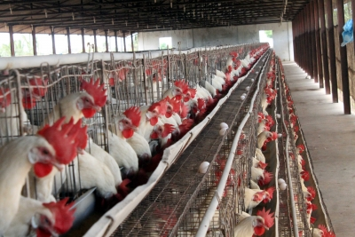 India's poultry sector likely to record 4-6 per cent revenue growth in 2025-26 as demand rises