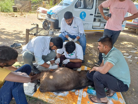 Gujarat’s mobile veterinary scheme treats 85 lakh animals free; becomes national model