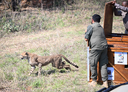 राष्ट्रपति द्रौपदी मुर्मू ने किया मोकोलोडी नेचर रिजर्व का दौरा, बोत्सवाना ने प्रोजेक्ट चीता के तहत भारत को सौंपे 8 चीते