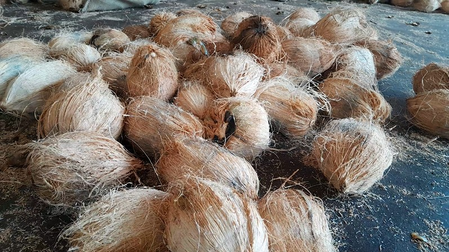 कर्नाटक टिपटूर नारियल को जल्द मिल सकती है जीआई टैग की पहचान, किसानों की पुरानी मांग होगी पूरी