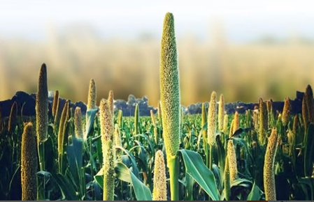 डायबिटीज के मरीजों को सर्दियों में सता रही खानपान की चिंता? गेहूं नहीं, इन मोटे अनाज का करें सेवन डायबिटीज के मरीजों को सर्दियों में सता रही खानपान की चिंता? गेहूं नहीं, इन मोटे अनाज का करें सेवन