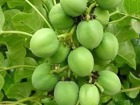 खूबसूरती बढ़ाने में रजनजोत का कोई जोड़ नहीं, बाल झड़ने और स्किन से जुड़ी परेशानी भी होगी दूर खूबसूरती बढ़ाने में रजनजोत का कोई जोड़ नहीं, बाल झड़ने और स्किन से जुड़ी परेशानी भी होगी दूर