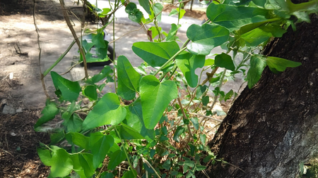 जलजमनी आयुर्वेद की चमत्कारी औषधि, कई बीमारियों में फायदेमंद जलजमनी आयुर्वेद की चमत्कारी औषधि, कई बीमारियों में फायदेमंद