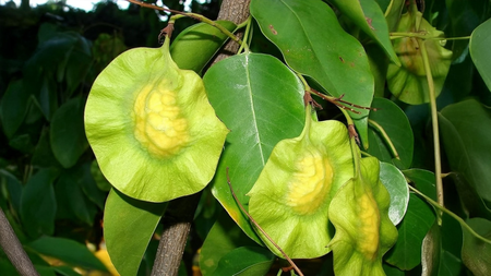 डायबिटीज ही नहीं, इन समस्याओं का भी रामबाण इलाज है विजयसार डायबिटीज ही नहीं, इन समस्याओं का भी रामबाण इलाज है विजयसार