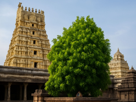 एकम्बरेश्वर मंदिर मां पार्वती के प्रेम और तप का प्रतीक है ये मंदिर, चमत्कारी पेड़ पर लगते हैं चार तरह के आम एकम्बरेश्वर मंदिर मां पार्वती के प्रेम और तप का प्रतीक है ये मंदिर, चमत्कारी पेड़ पर लगते हैं चार तरह के आम