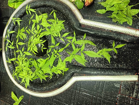 कुंवारी कन्याएं और सुहागिन महिलाएं रखें मासिक शिवरात्रि व्रत! लाभ के लिए जानें सही पूजा विधि कुंवारी कन्याएं और सुहागिन महिलाएं रखें मासिक शिवरात्रि व्रत! लाभ के लिए जानें सही पूजा विधि