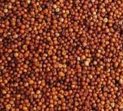 छोटे-छोटे दानों में सेहत का बड़ा खजाना है फिंगर मिलेट, सेवन से पूरे दिन बनी रहेगी एनर्जी छोटे-छोटे दानों में सेहत का बड़ा खजाना है फिंगर मिलेट, सेवन से पूरे दिन बनी रहेगी एनर्जी