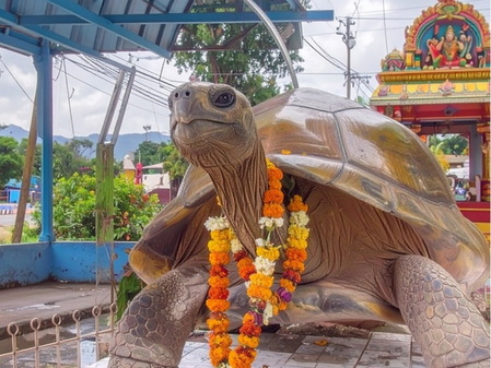 श्री कुर्मनाथ स्वामी मंदिर कछुए के रूप में होती है भगवान विष्णु की पूजा, पितरों के तर्पण के लिए आते हैं श्रद्धालु श्री कुर्मनाथ स्वामी मंदिर कछुए के रूप में होती है भगवान विष्णु की पूजा, पितरों के तर्पण के लिए आते हैं श्रद्धालु