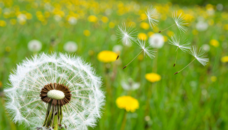 सिंहपर्णी औषधीय गुणों का खजाना है ये छोटा सा पौधा, जानें फायदे