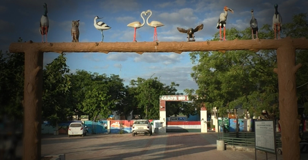 गुजरात प्रवासी पक्षियों की चहचहाहट से गूंज रहा खिजड़िया पक्षी अभयारण्य, देखने के लिए उमड़े पर्यटक